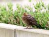 WWWJunge_Amsel_DSC_0008