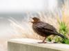 WWWJunge_Amsel_DSC_0015