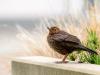 WWWJunge_Amsel_DSC_0017