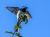 WWW_D51_3552
