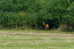 WWW_D52_0509