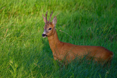 WWW_Z90_5926