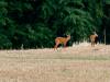 Bock_und_Ricke_8DS_9832