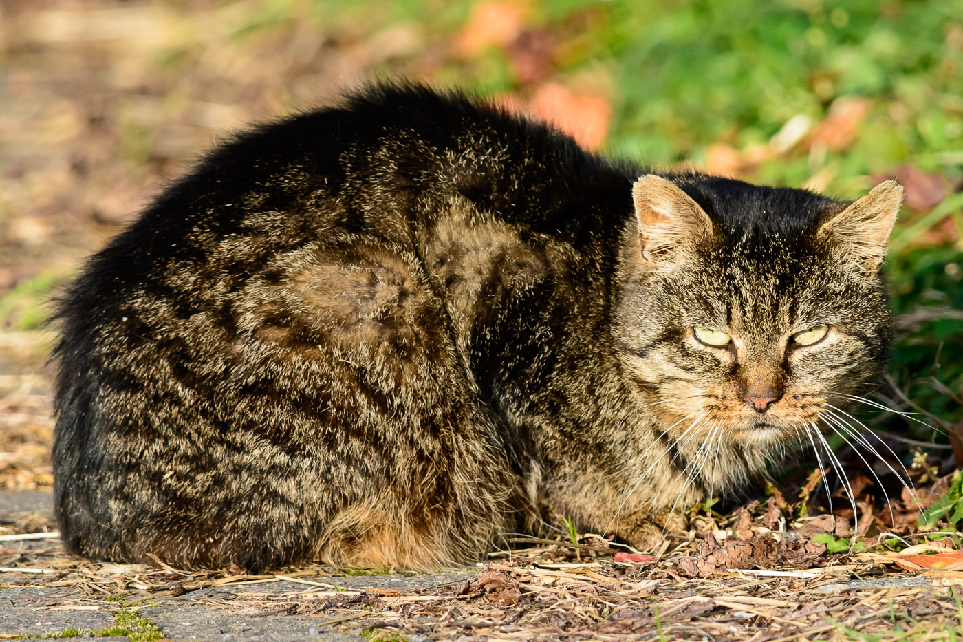 Hofkatze