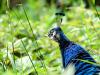 Pfau in der Disselmersch