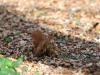 _7JW6487_Eichhörnchen