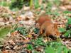 _7JW6495_Eichhörnchen