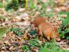 _7JW6496_Eichhörnchen