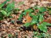 _7JW6504_Eichhörnchen