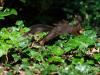 _7JW6530_Eichhörnchen