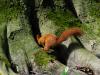 _7JW6543_Eichhörnchen