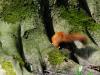 _7JW6545_Eichhörnchen