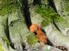 _7JW6549_Eichhörnchen