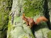 _7JW6551_Eichhörnchen