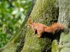 _7JW6556_Eichhörnchen
