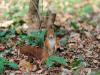 _7JW6571_Eichhörnchen
