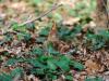 _7JW6575_Eichhörnchen