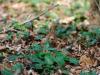 _7JW6590_Eichhörnchen