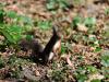_7JW6613_Eichhörnchen