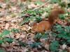 _7JW6677_Eichhörnchen