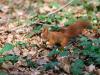 _7JW6679_Eichhörnchen