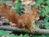 _7JW6718_Eichhörnchen