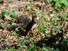 _7JW6728_Eichhörnchen