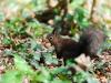 _7JW6736_Eichhörnchen