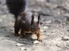 _7JW6756_Eichhörnchen