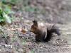 _7JW6783_Eichhörnchen