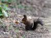 _7JW6784_Eichhörnchen