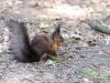 _7JW6804_Eichhörnchen