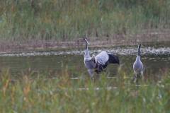 D52_2537_DxO