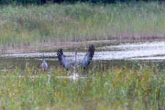 WWW_D52_2548