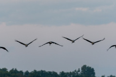 WWW_D52_2701