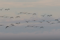 WWW_D52_2728