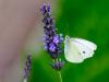 Insekten_8DS_0286