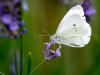 Insekten__DSC8426