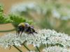 28-07-2013_hummel_jw64440