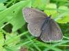 28-07-2013_schmetterling_jw64339