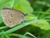 28-07-2013_schmetterling_jw64344