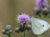 28-07-2013_schmetterling_jw64418