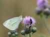 28-07-2013_schmetterling_jw64424